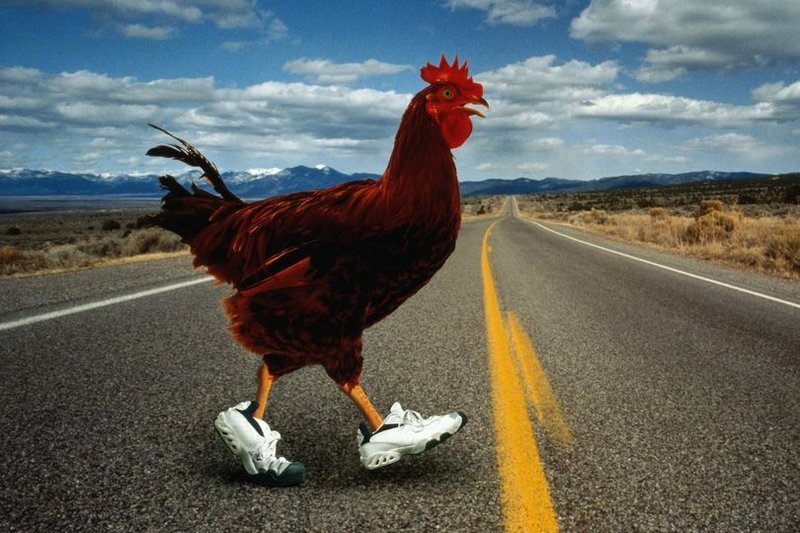 Learn about chicken road online